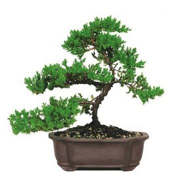 Aiuto! Il mio Bonsai perde le foglie .